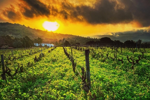 Wycieczka do Parku Narodowego Sesimbra i Arrábida z degustacją wina