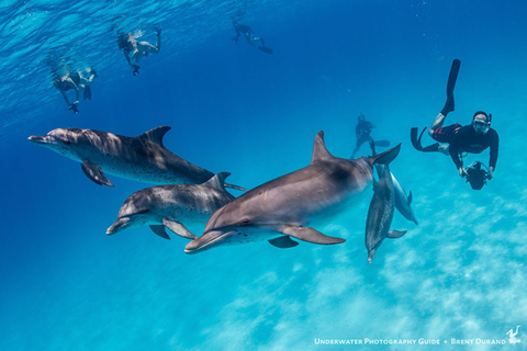 Depuis Fort Lauderdale : Excursion d'une journée sur l'île de Bimini en ferry