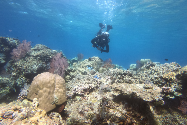 Amed: Guided Scuba Dive for Beginners/Non Certified divers