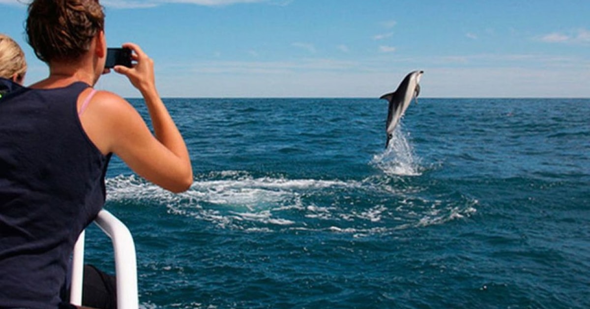 Pula: Brijuni National Park & Jerolim Island Dolphin Cruise | GetYourGuide