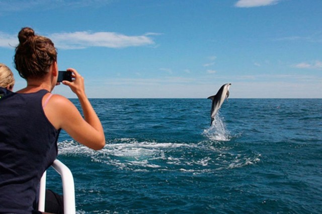 Pula: Dolfijncruise met lunch en stop op het eiland St. Jerolim