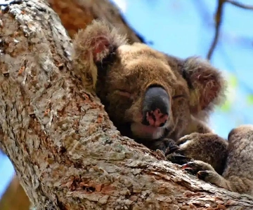 From Brisbane: Gold Coast Day Tour with Lunch