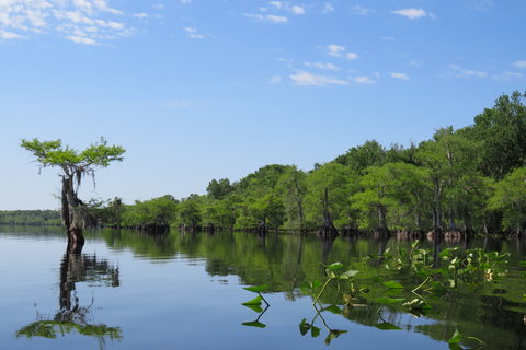 Lago Norris di Orlando: tour esplorativo in kayak di 5 ore con pranzo