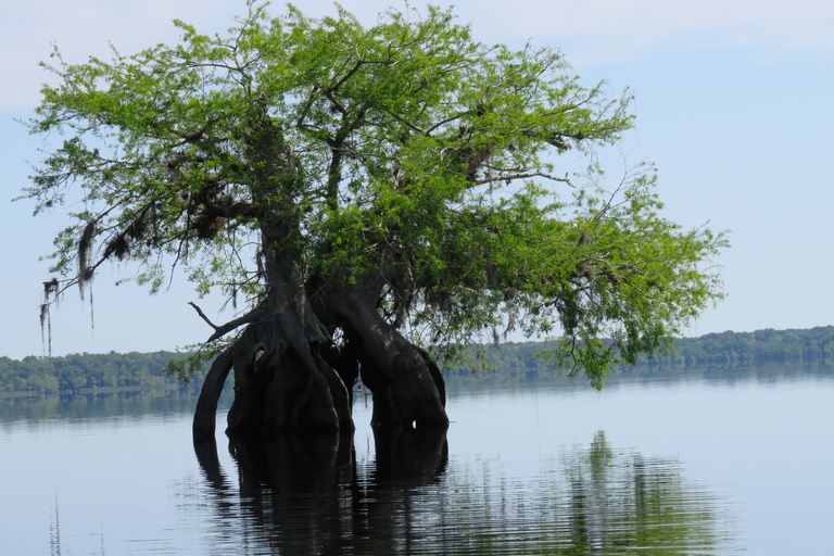 Lago Norris di Orlando: tour esplorativo in kayak di 5 ore con pranzo