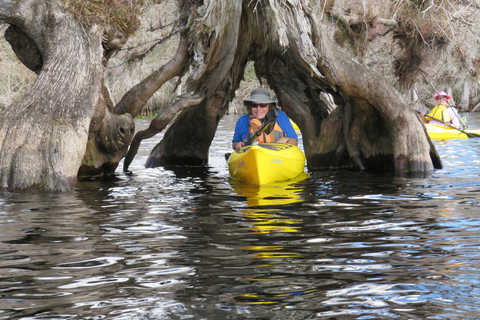 Lago Norris di Orlando: tour esplorativo in kayak di 5 ore con pranzo