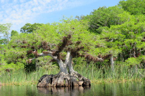 Lago Norris di Orlando: tour esplorativo in kayak di 5 ore con pranzo