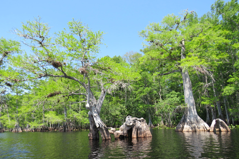 Lago Norris di Orlando: tour esplorativo in kayak di 5 ore con pranzo