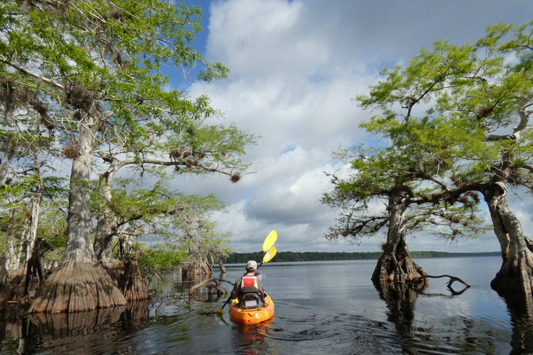 Lago Norris di Orlando: tour esplorativo in kayak di 5 ore con pranzo