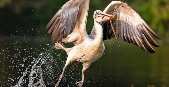 Prek Toal Bird Sanctuary And Floating Village Private Tour