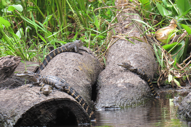 Blackwater Creek: Exclusive Nature Escape Kayak Adventure Blackwater Creek: Exclusive Wilderness Kayak Adventure