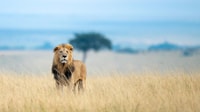 Safari de groupe de 3 jours à maasai maraa avec un 4x4 Landcruiser - Hizvo