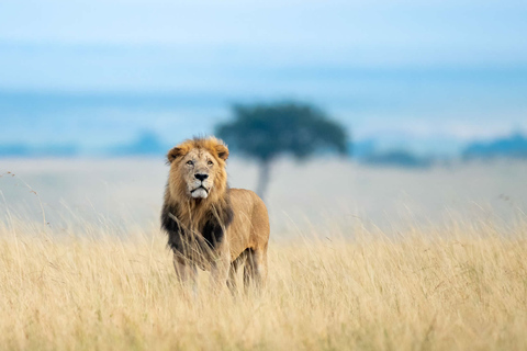 3 dagars gruppsafari till Maasai Mara med en 4x4 landcruiser