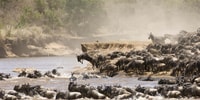 Safari de groupe de 3 jours à maasai maraa avec un 4x4 Landcruiser - Hizvo