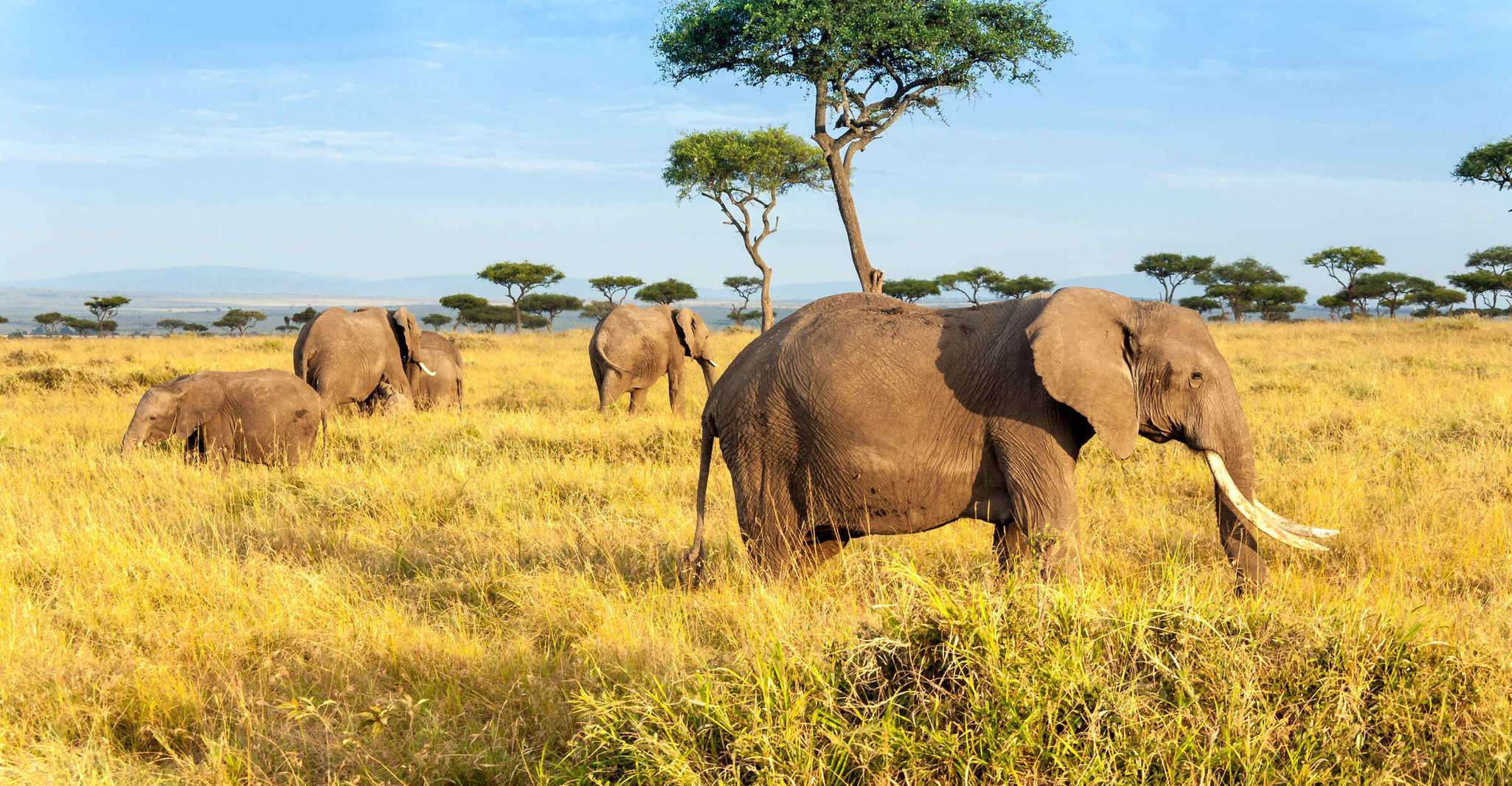 3 gün grup safari maasai mara ile 4x4 landcruiser - Hizvo