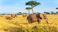 Safari de groupe de 3 jours à maasai maraa avec un 4x4 Landcruiser - Hizvo