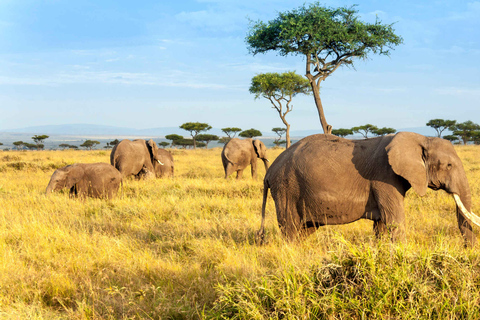 3 Tage Gruppensafari zur Maasai Mara mit einem 4x4 Landcruiser