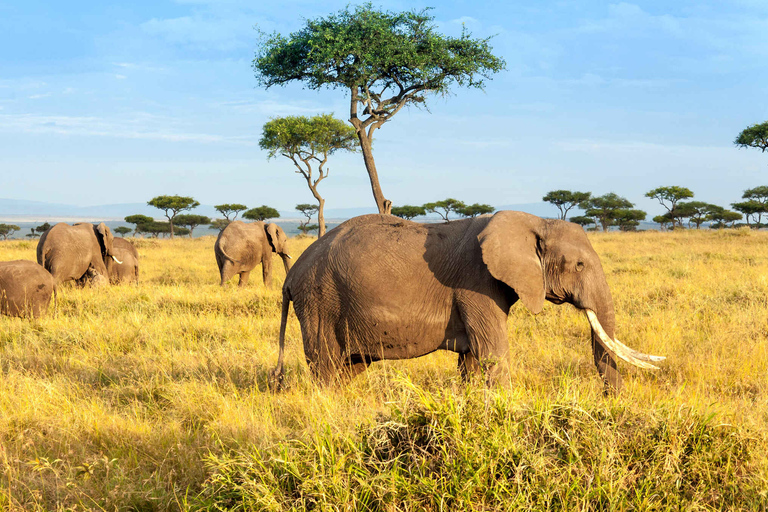 Safari em grupo de 3 dias para masai mara com um Landcruiser 4x4