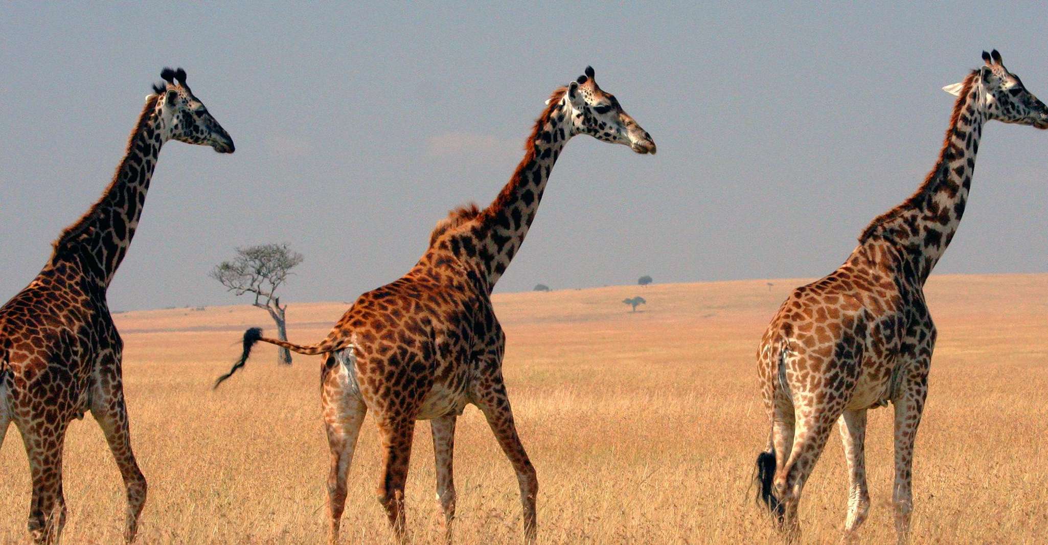3 gün grup safari maasai mara ile 4x4 landcruiser - Hizvo