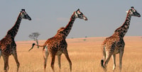 Safari de groupe de 3 jours à maasai maraa avec un 4x4 Landcruiser - Hizvo