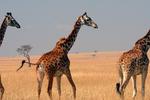 3-dniowe grupowe safari do Masajów Mara pojazdem terenowym 4x4