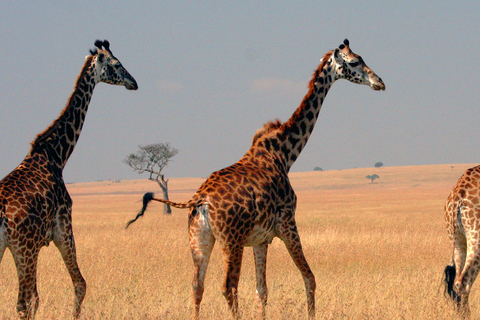 Safari em grupo de 3 dias para masai mara com um Landcruiser 4x4