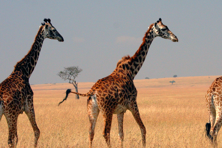 Safari em grupo de 3 dias para masai mara com um Landcruiser 4x4