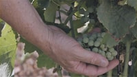 Olbia, Gallura Winery Guided Tour met proeverij - Housity
