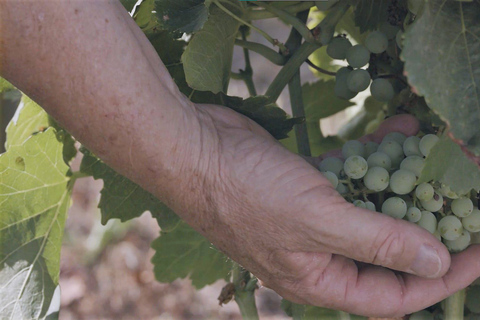 Olbia: Gallura Winery Guided Tour with Tasting