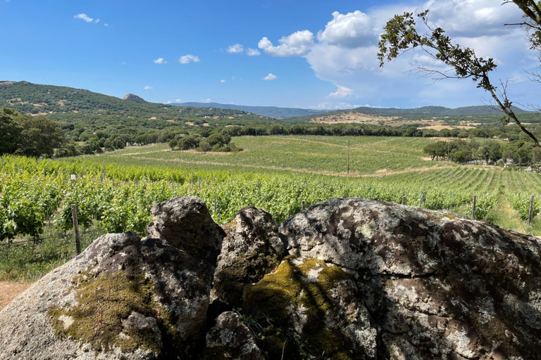 Olbia: Gallura Winery Guided Tour with Tasting
