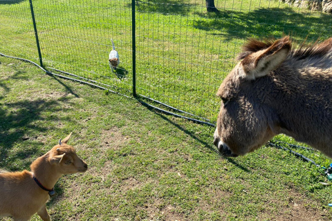 Olbia: Gallura Winery Guided Tour with Tasting