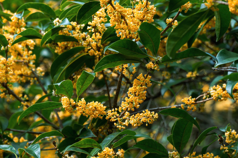 Hangzhou Autumn Exclusive: Manlong Guiyu Hiking Trail