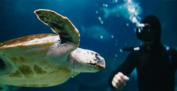 Heraklion Area: CRETAquarium Admission Ticket