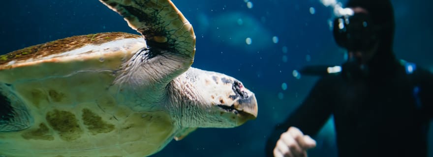 Area di Heraklion: Biglietto d'ingresso al CRETAquarium