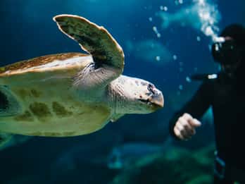 Heraklion Area: CRETAquarium Admission Ticket