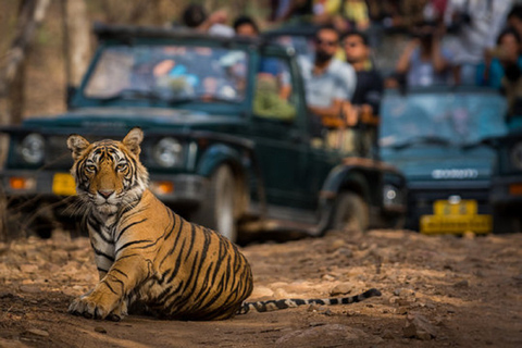 Explora Jaipur y el Safari al Tigre de Ranthambore con los lugareñosVisita guiada privada a Jaipur y Safari con Tigres en Ranthambore