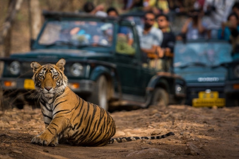 Explora Jaipur y el Safari al Tigre de Ranthambore con los lugareñosVisita guiada privada a Jaipur y Safari con Tigres en Ranthambore