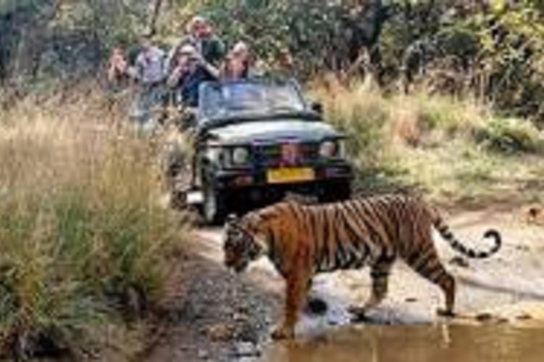 Explora Jaipur y el Safari al Tigre de Ranthambore con los lugareñosVisita guiada privada a Jaipur y Safari con Tigres en Ranthambore
