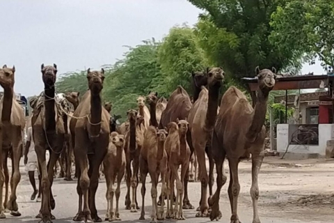 Safari à dos de chameau en demi-journée à Jodhpur avec dîner