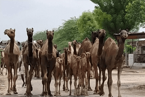 Kameelsafari Halve dagtour in Jodhpur met diner