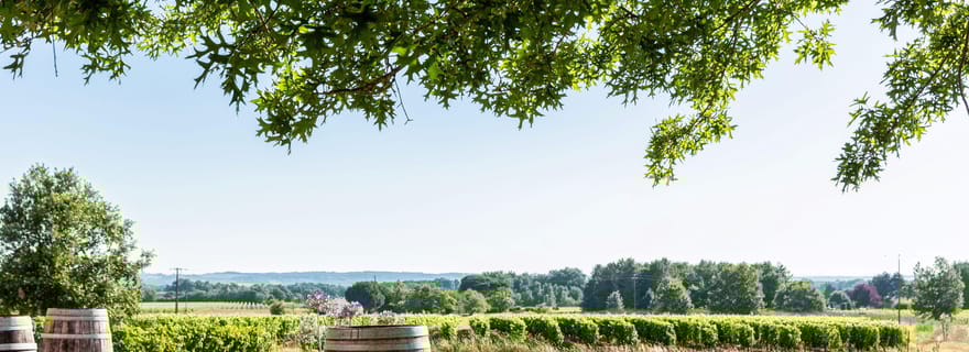 Aux portes de Toulouse : de la vigne à la cave