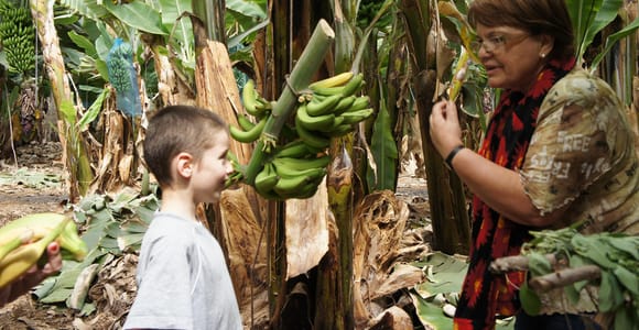 Tenerife: Finca Las Margaritas Banana Plantation Experience