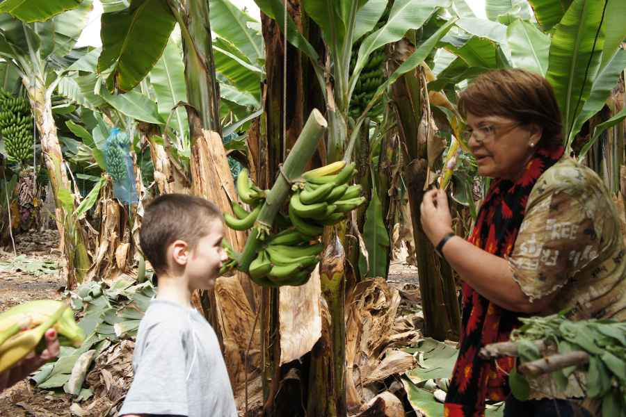 Teneriffa: Bananenplantagen-Erlebnis auf der Finca Las Margaritas