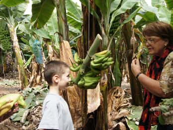 Tenerife: Experiencia en la plantación de plátanos Finca Las Margaritas