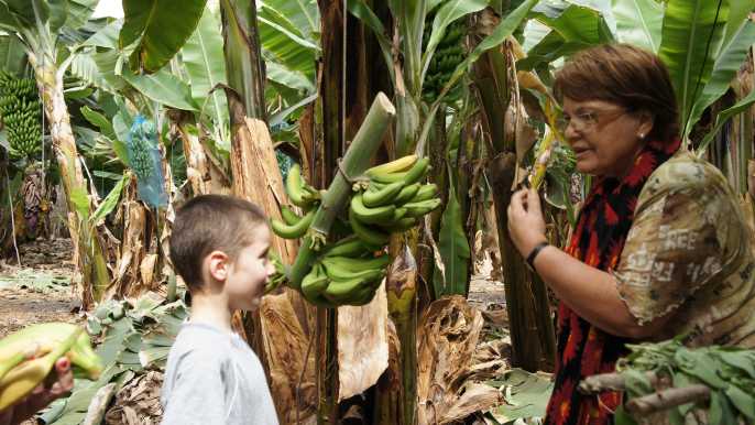 Tenerife: Finca Las Margaritas Banana Plantation Experience