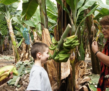 Tenerife: Finca Las Margaritas Banana Plantation Experience