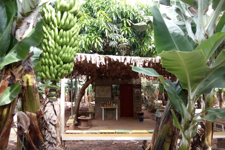 Tenerife : Finca Las Margaritas Banana experienceVisite guidée en espagnol et en anglais