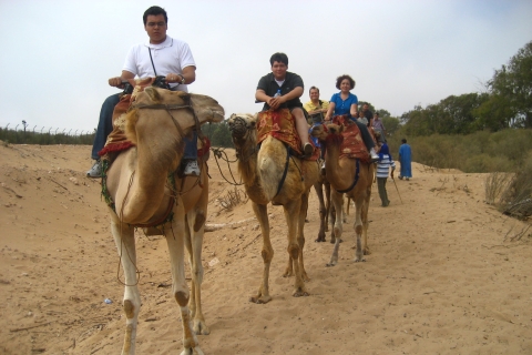 Agadir : Promenade à dos de chameau au coucher du soleil avec dîner