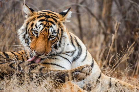 4 Tage Goldenes Dreieck mit Ranthambore Tour ab DelhiPrivater Transport mit Fahrer + Reiseleiter