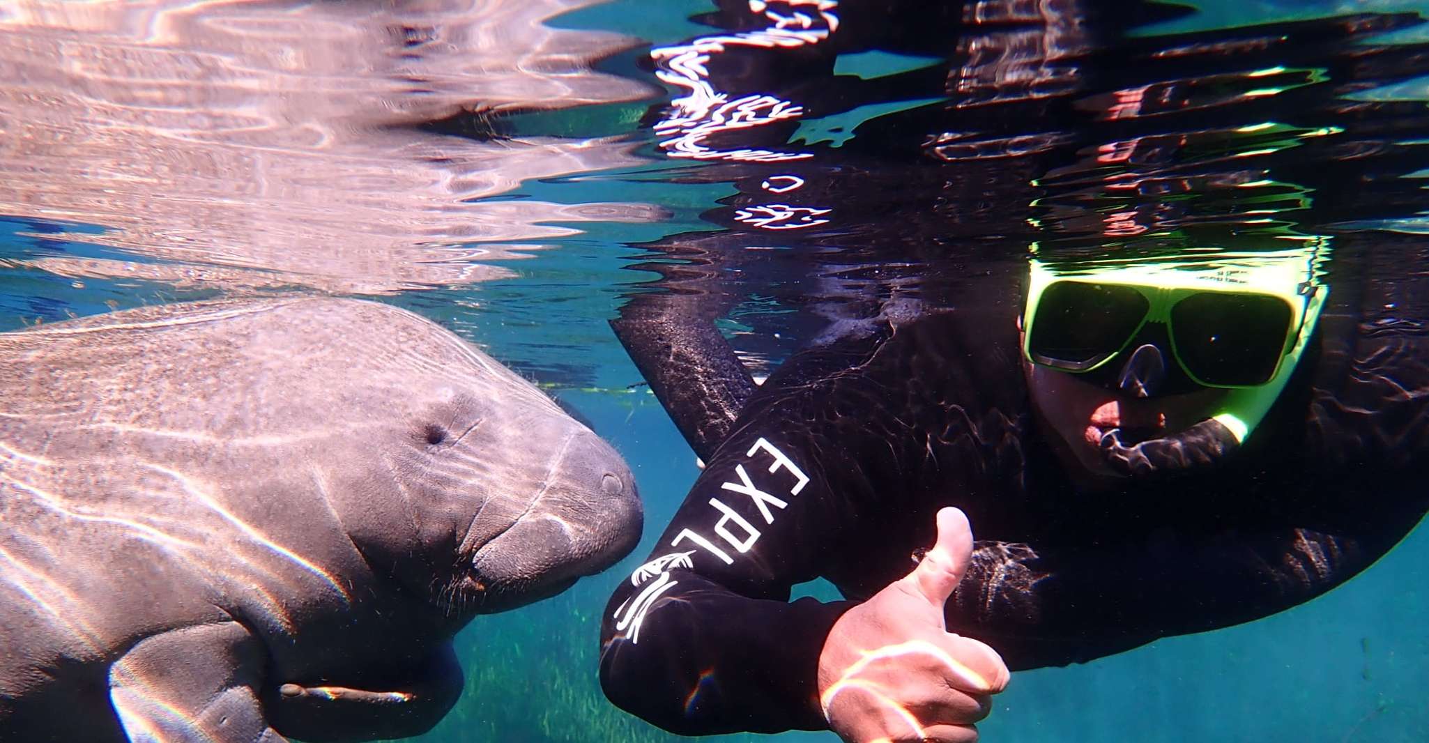 Crystal River, Manatee Swim Group Tour - Housity