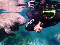 Crystal River, Manatee Swim Group Tour - Housity